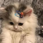 Putri Silalahi - @melody.hazel.fania - Instagram
