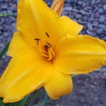 Melody Hurd - @melody.hurd.5 - Instagram