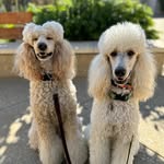 Melody and Jacob - @melody_n_jacob_poodles - Instagram