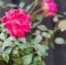 Melody Lawson - Facebook