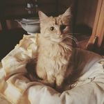 melody - @melody_maine_coon - Instagram