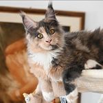 Melody - @melody_mainecoon - Instagram