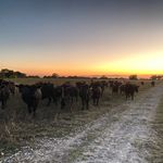 David Sparling - @melodymeadowsranch - Instagram
