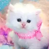 Melody Meadows - @realmelodymeadows - TikTok