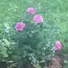 mumsrheword - @melodypainter2 - TikTok