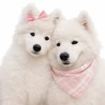 Chame & Melody🐶🎀 - @chame.melody.petite - Instagram