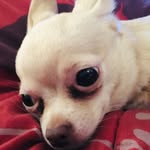 Melody Petit Panda - @petit_panda_mignon29 - Instagram