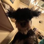Melody Rain - @melodythebernedoodle - Instagram