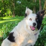 Melody Reese - @melodylovesdogs - Instagram