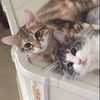Melody Scales - @musical_cats13 - TikTok