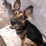 Melody - @melody.germanshepherd - Instagram
