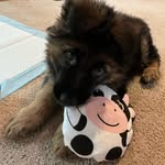 Melody - @melodytheshepherd - Instagram