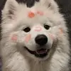 Ms. - @melody.shi - TikTok