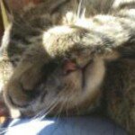 Melody Pursel Shields - @mshields0263 - Instagram