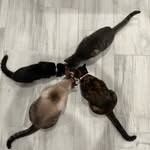 Melody, Simon, Claire, & Figaro - @72.toebeans - Instagram