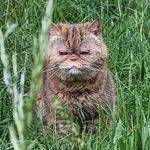 Melody Swan - @exotic_melody_cat - Instagram