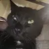 Melody Walsh - @cats_are.cute10843 - TikTok