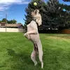 melodywinston - @workingdogleo - TikTok