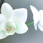 Melony Rodriguez - @melony.rodriguez.714 - Instagram