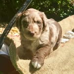 Melony Allison Wallace - @harper_aussiedoodle - Instagram