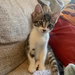 Melvin Arnold-Ripley 🐈 - @mr_melvin_cat - Instagram