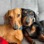 Melvin & Arthur - @melvinandarthur_sausiebros - Instagram