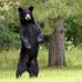 Melvin Barr - Facebook