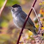 Melvin Liss - @melvin.liss.nature.bird - Instagram