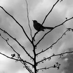 Melvin The Bird - @melvin_the_bird - Instagram