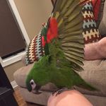 melvin the bird - @melvinbelvin1 - Instagram