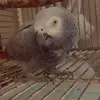 melvinthegreybird - @melvinthegreybird - TikTok