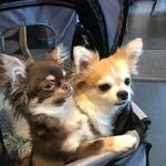 @chihuahuas__melvin_casper - Instagram