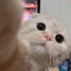 Melvin Chang - @melvin.chang - TikTok
