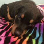 Boaz Melvin Clements - @boaz_pup_rottie - Instagram