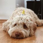 Melvin✨ - @melvin_the_cobberdog - Instagram
