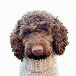 MELVIN - @melvinthecobberdog - Instagram
