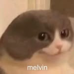 melvin almost every day - @melvincatalmosteveryday - Instagram