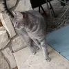😺Check meowt imma cat😼 - @melvin..eubanks - TikTok