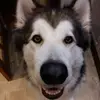 melvingriffiths - @melvingriffiths - TikTok