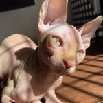 мєℓνιη ѕυηηу-вℓυє ρєα¢нєѕ 🍑🐈 - @mrmelvinhead - Instagram
