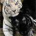Melvin Hecht - Facebook