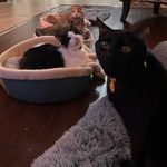 Lacey 🐈, Melvin 🐈‍⬛, Darko 🐄 , & Eevee 🐿️ - @lacey_melvin_darko_and_eevee - Instagram