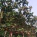 Melvin LayNguru - Facebook