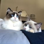 Melvin And Moonlight - @melvinandmoonlight - Instagram
