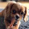 🐶🤍Melvin🤍🐶 - @melvin..pedersen - TikTok