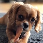 Melvin🐶 - @melvin.pedersen - Instagram