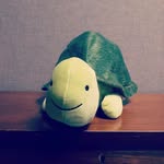 Melvin Royer The Turtle - @melvin_royer_the_turtle - Instagram