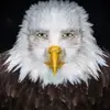🦅 Melvin Wing 🦅 - @melvinwing - TikTok