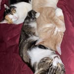 The Best Kitty Brigade - @melvin.winnie.otis - Instagram