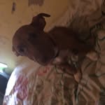 Mercedes Sumner - @mercedesthepittie - Instagram